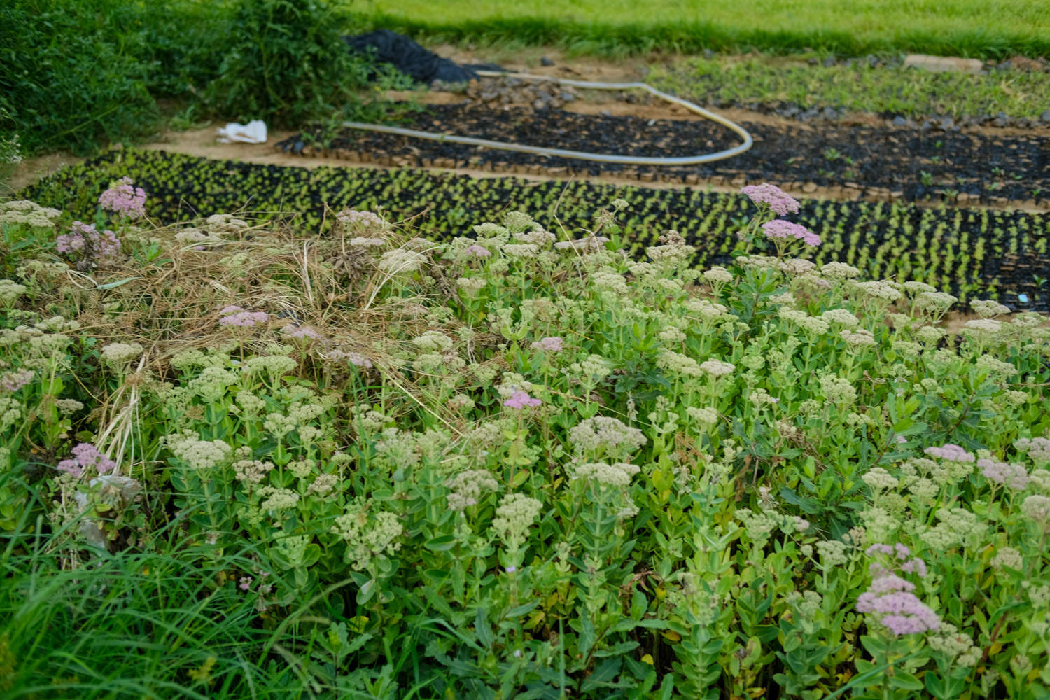 八宝景天 八宝景天